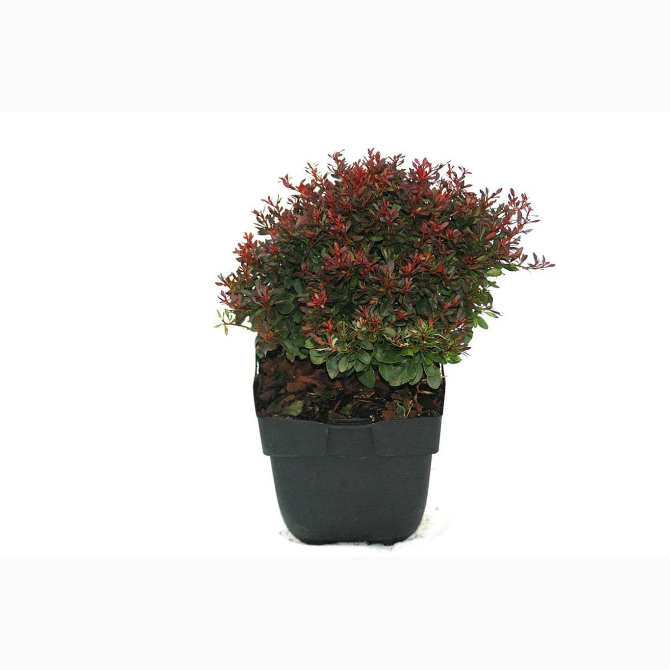 Berberis – Berberis thunb. 'Bagatelle' - C2