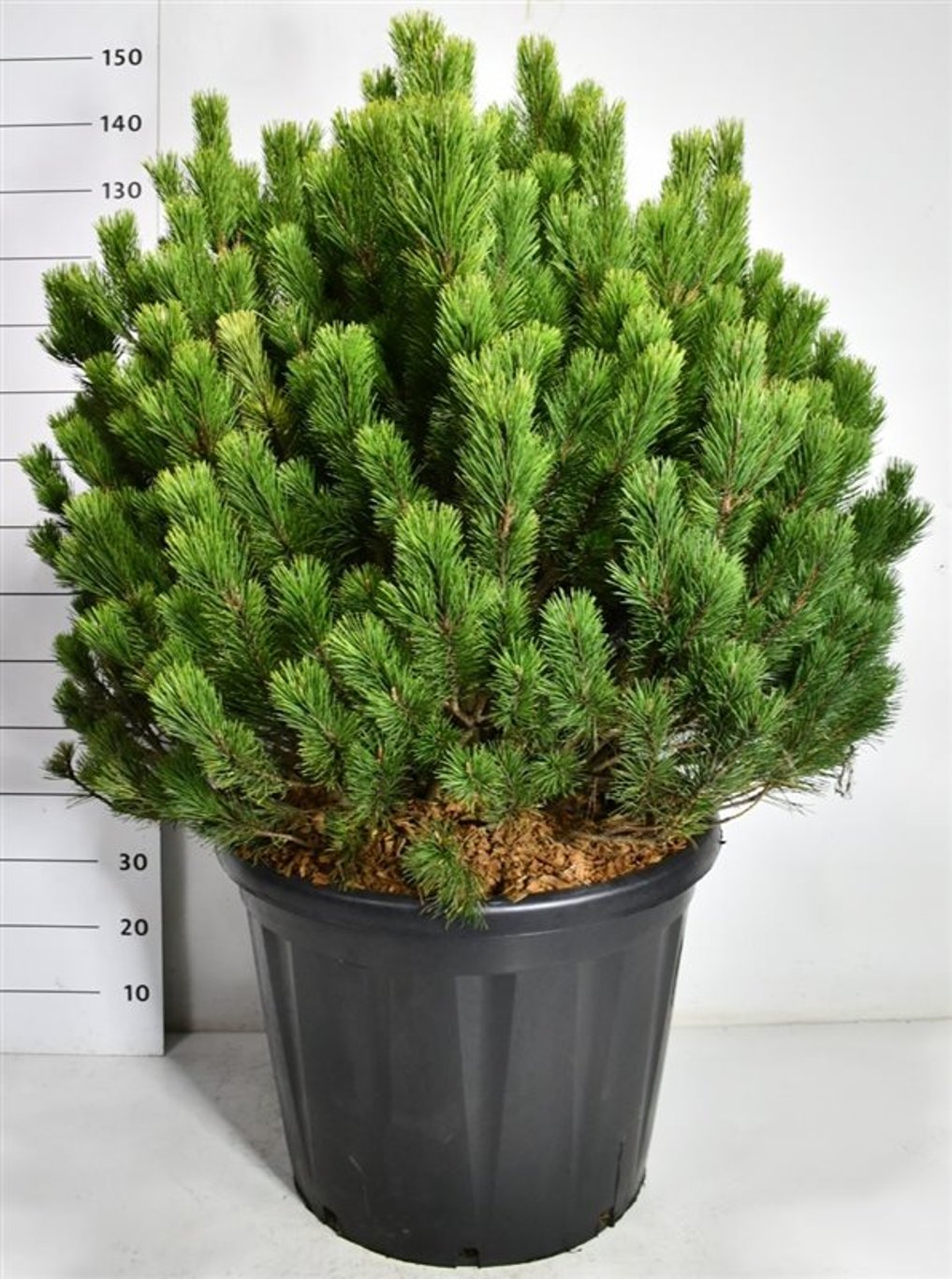 Bergtall – Pinus mugo mugo - C110 100-110 cm.