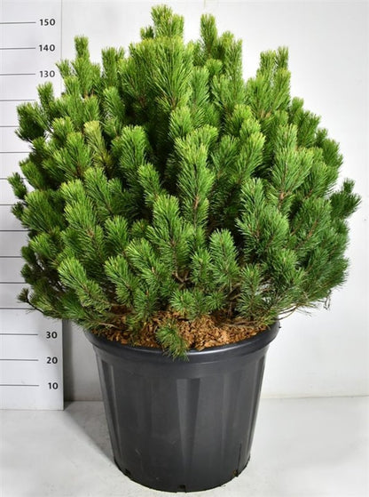 Bergtall – Pinus mugo mugo - C110 100-110 cm.