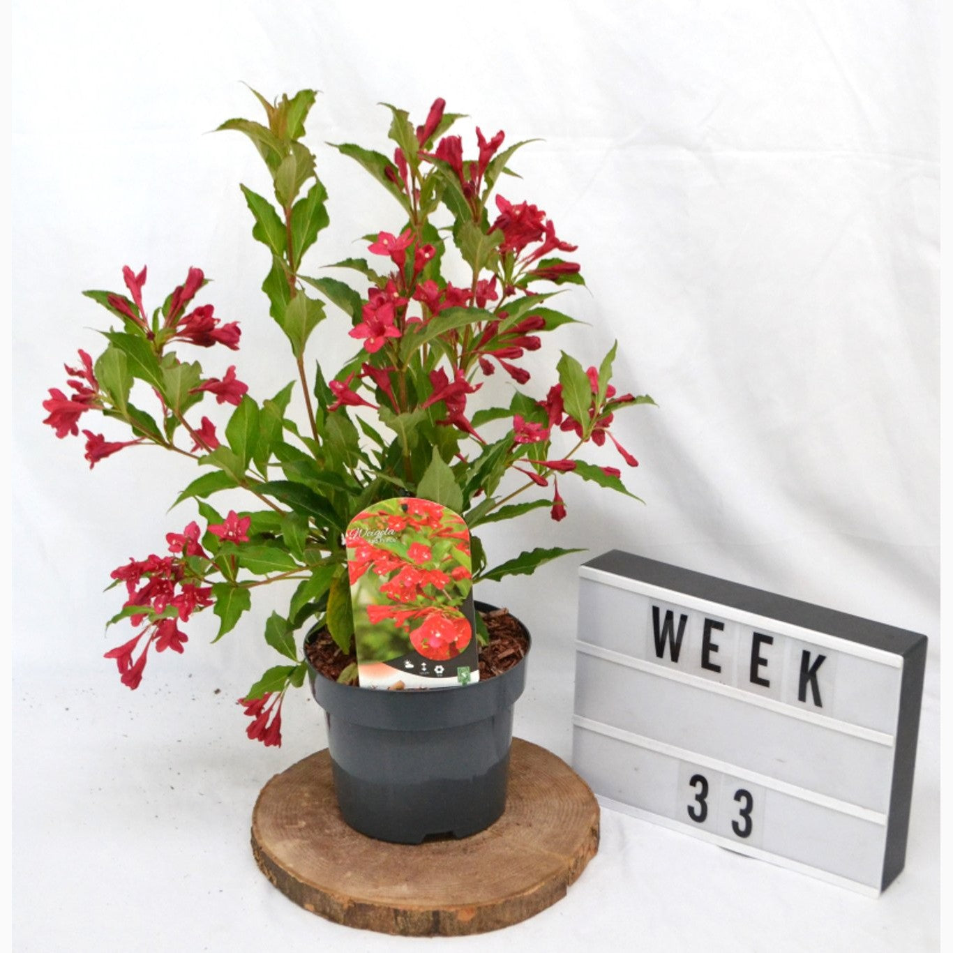 Praktweigela – Weigela 'Red Prince' - C3 20-40 CM