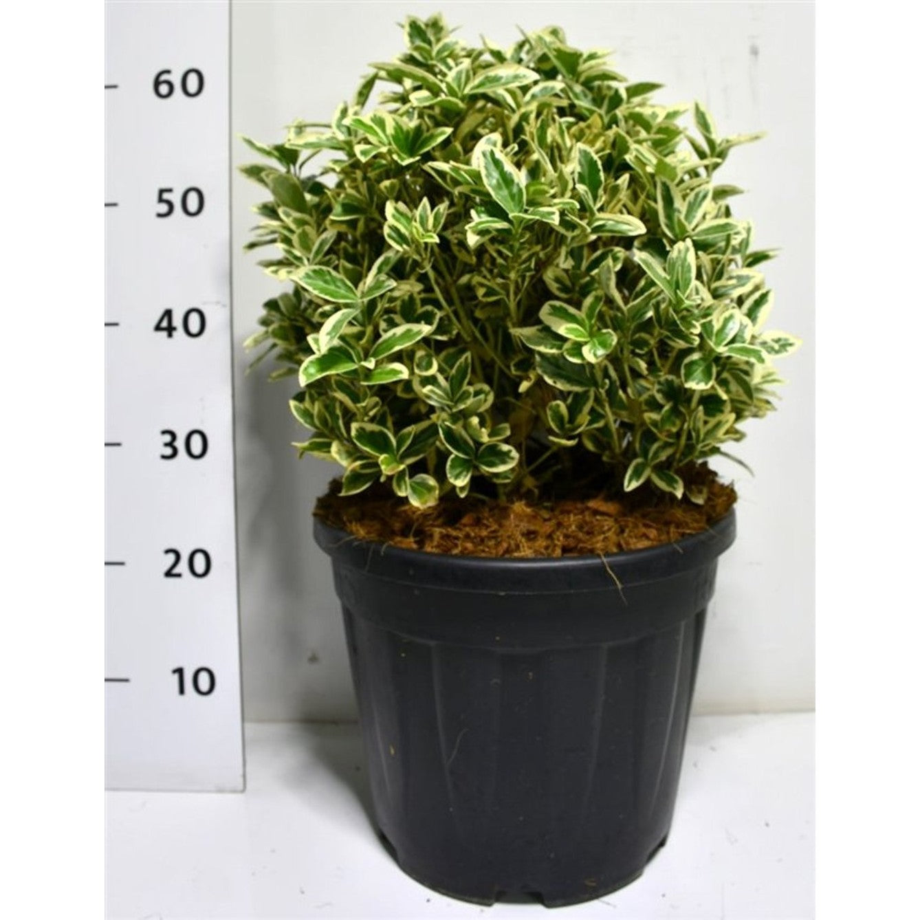 Japansk benved – Euonymus japonicus 'Bravo' - C15 30-40 cm. Bol