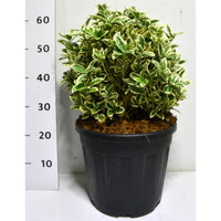 Japansk benved – Euonymus japonicus 'Bravo' - C15 30-40 cm. Bol