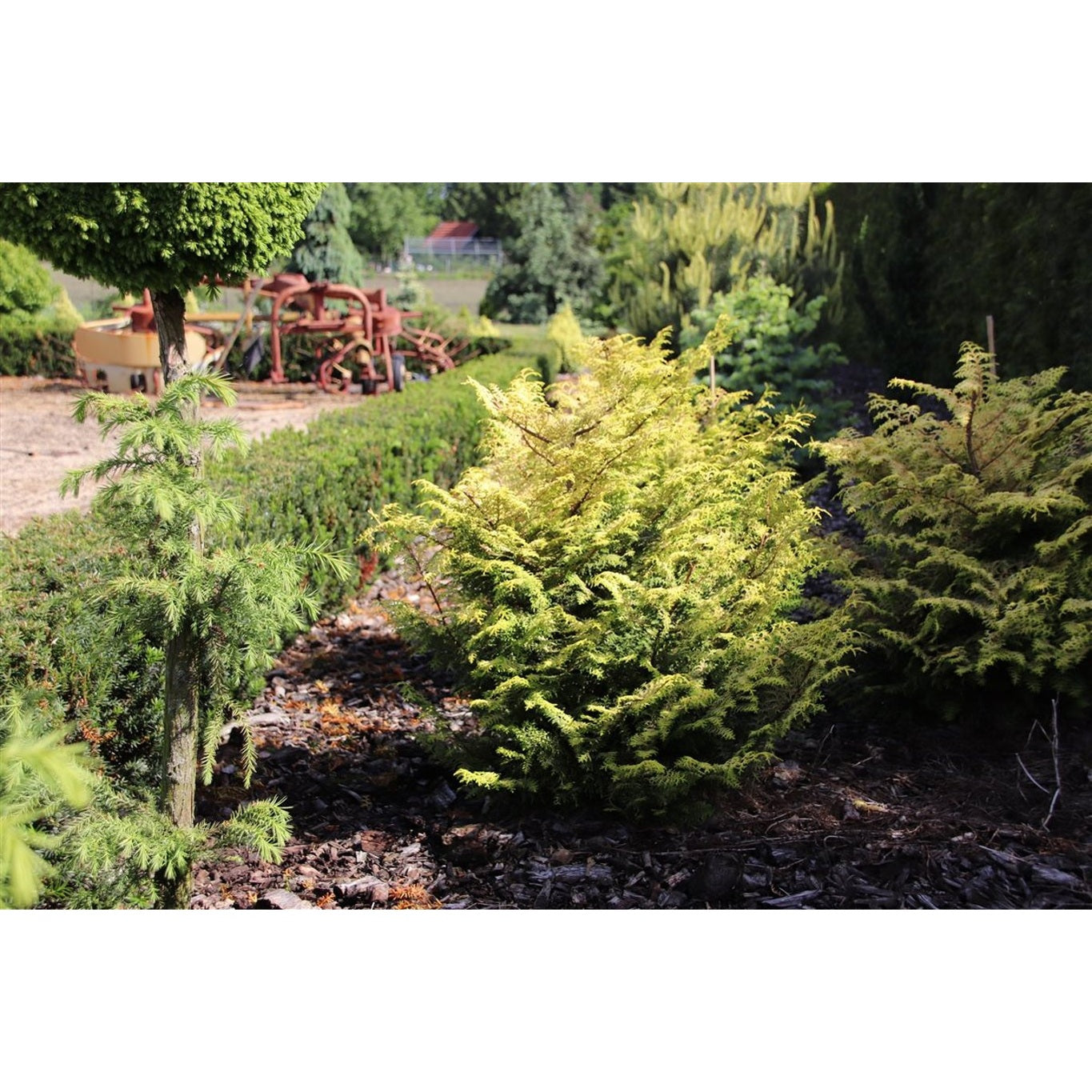 Ädelcypress – Chamaecyparis obtusa 'Melody' - C3 20-25 CM