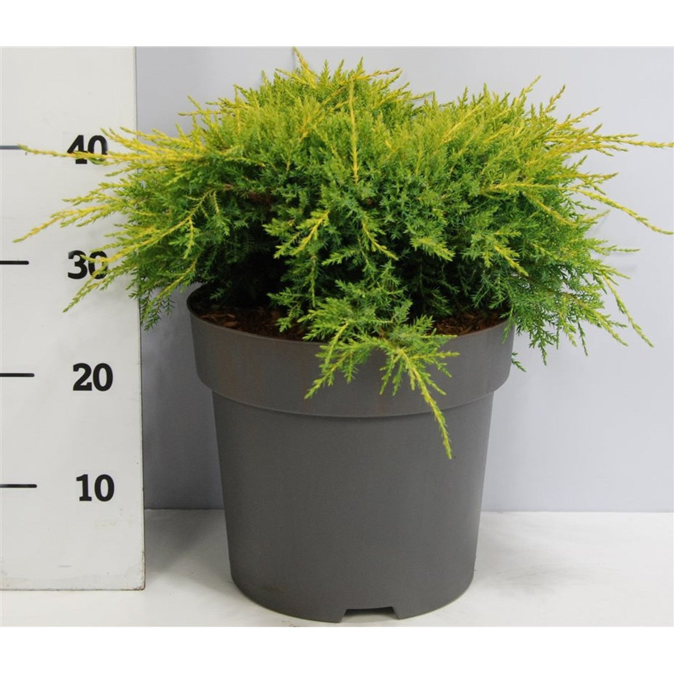 Pfitzer-en – Juniperus pfitzeriana 'Gold Star' - C12 50-60 cm.