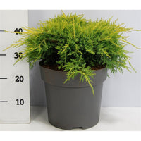 Pfitzer-en – Juniperus pfitzeriana 'Gold Star' - C12 50-60 cm.