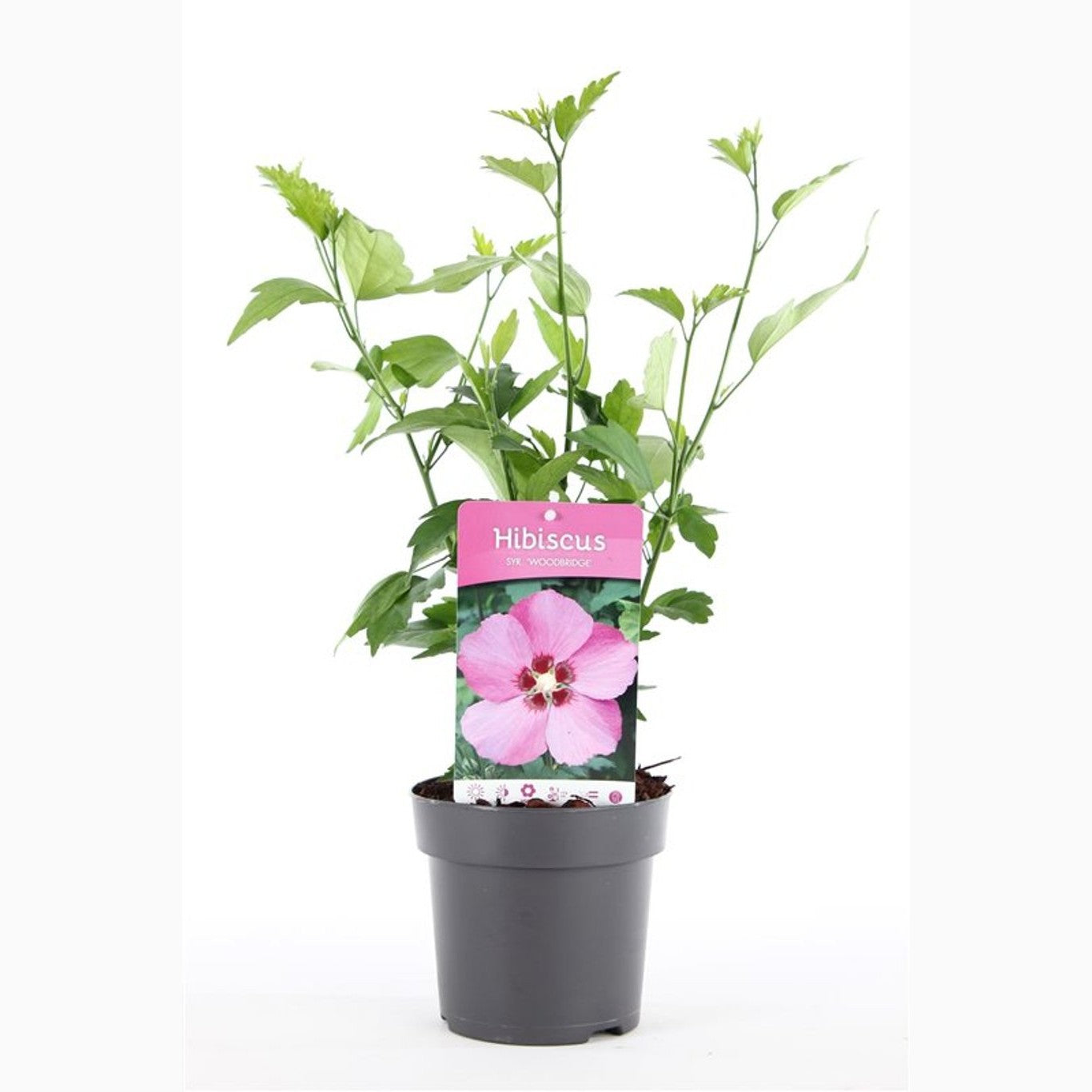 Hibiskus – Hibiscus syriacus 'Woodbridge' - C1,5