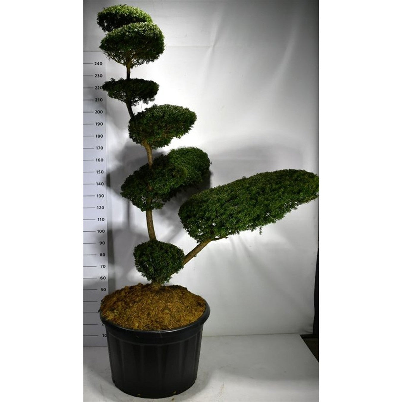 Japansk idegran – Taxus cuspidata - C230 180-200 cm. Bonsai