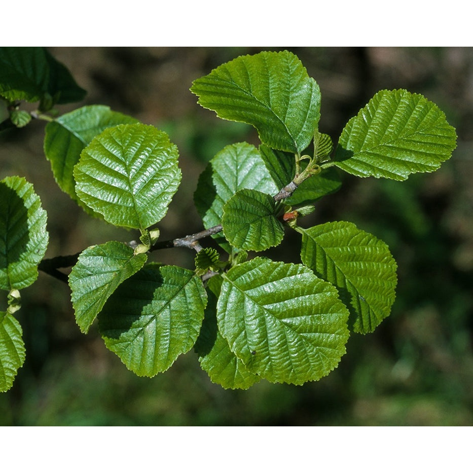 Klibb-al – Alnus glutinosa - 150-175 CM bare root 1/1