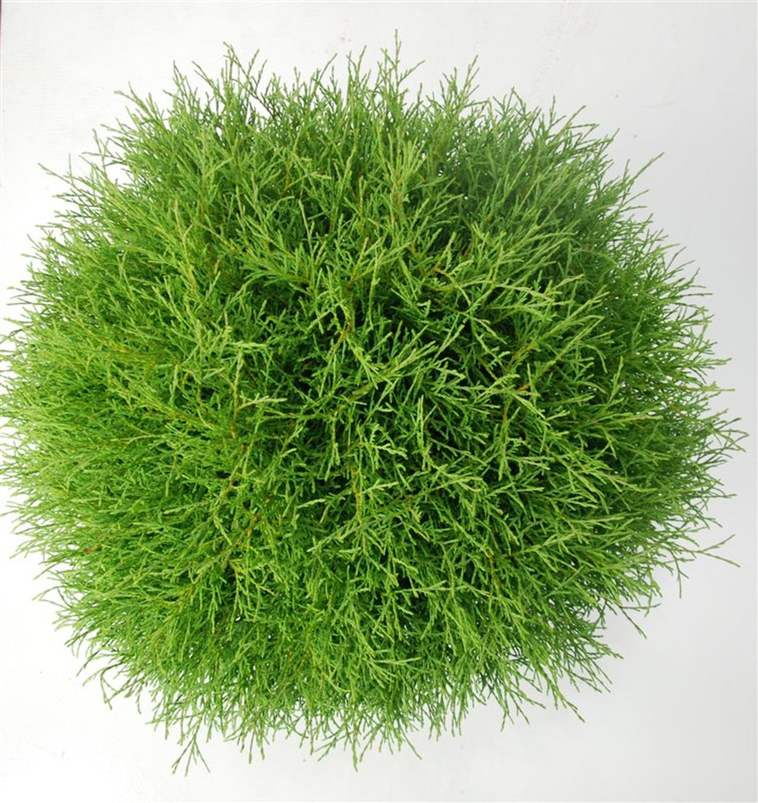 Thuja – Thuja occidentalis &