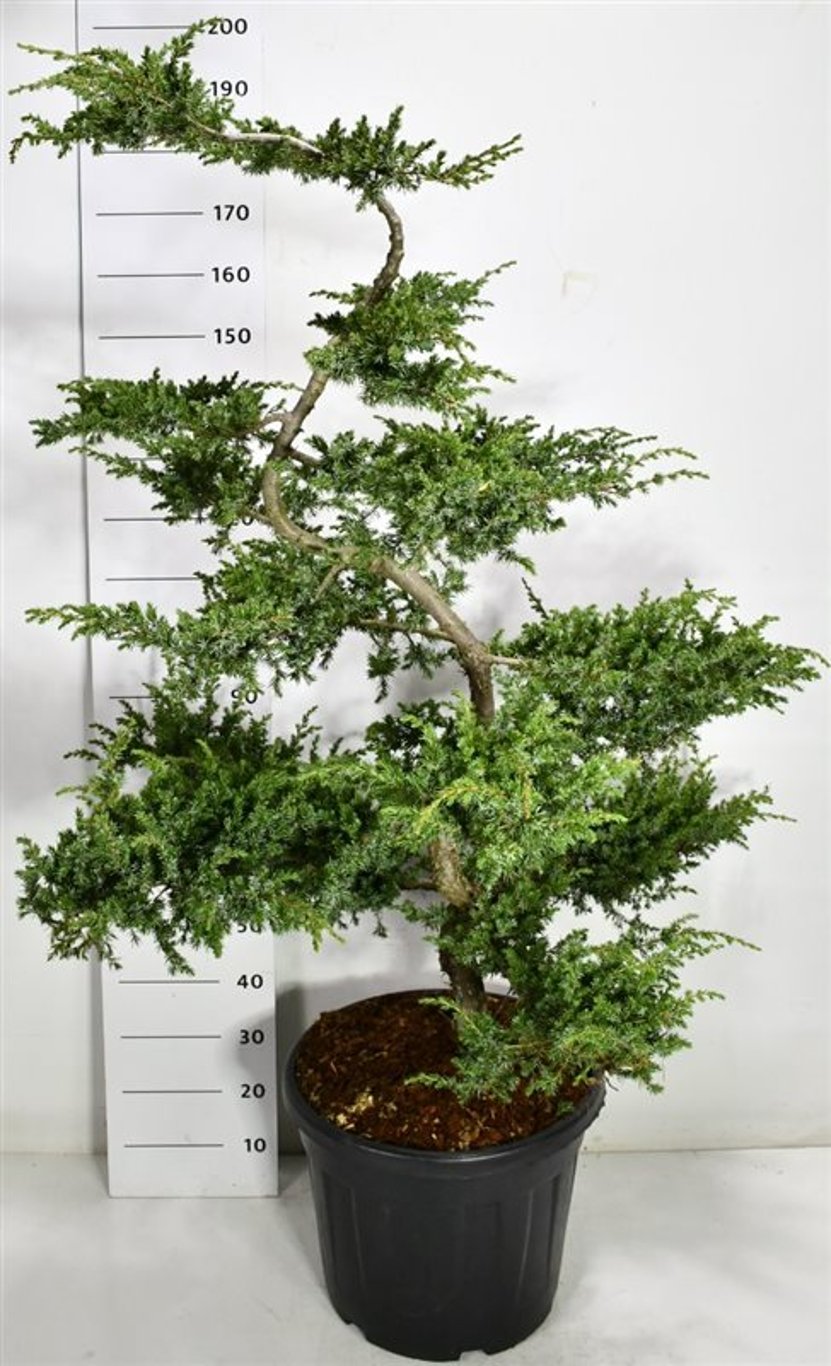Strand-en – Juniperus conferta &