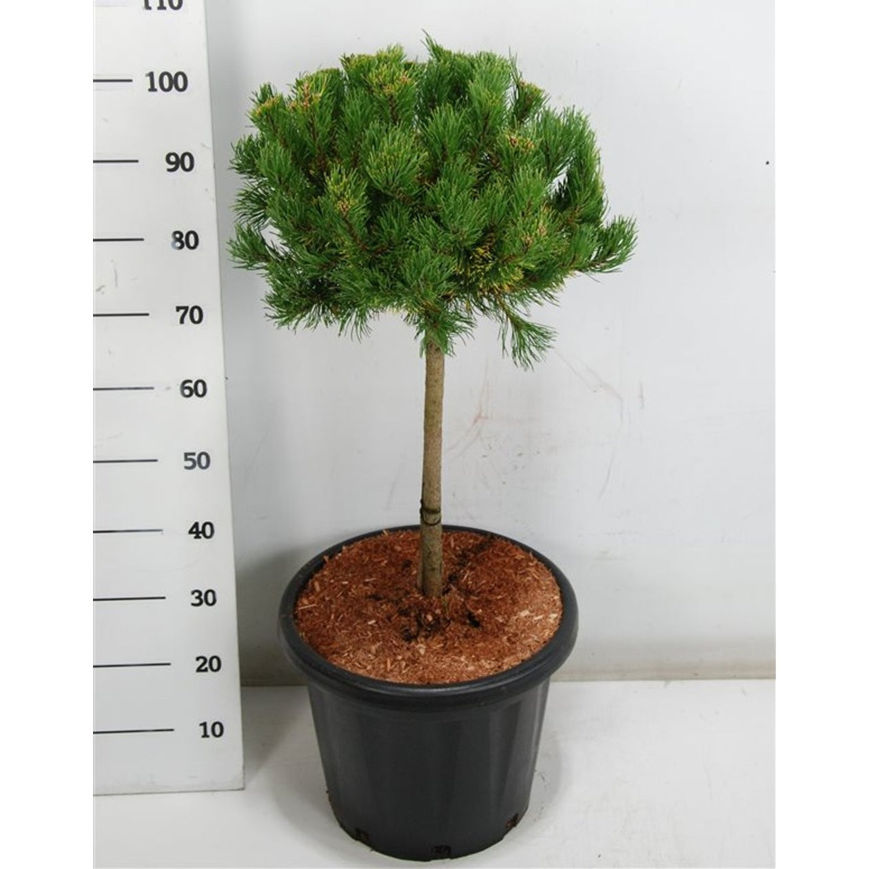 Bergtall – Pinus mugo 'Carstens Wintergold' - 40 CM Stem Cont.