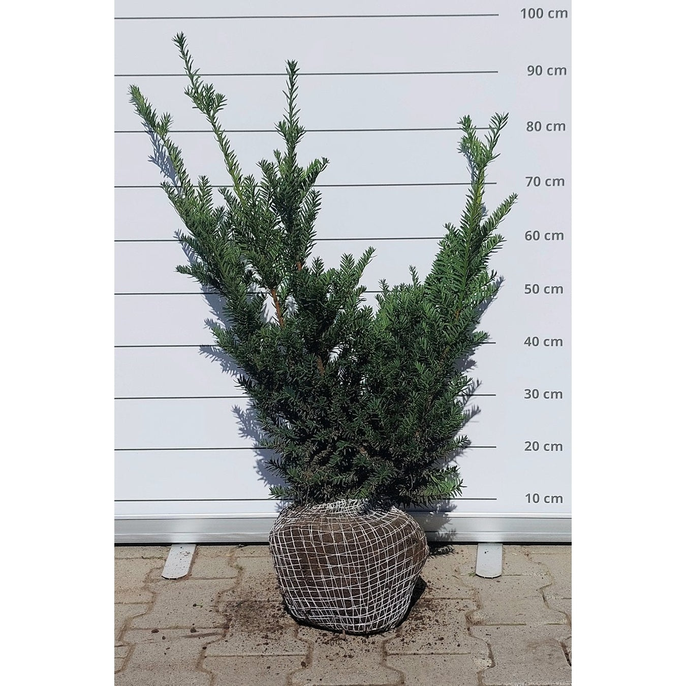 Japansk idegran – Taxus cuspidata nana - 50-60 CM RB