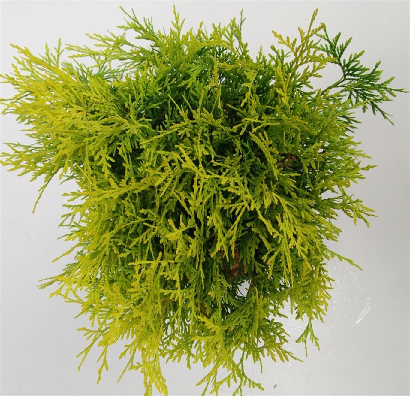 Thuja – Thuja occidentalis 'Golden Globe' - C5 30-40 cm.