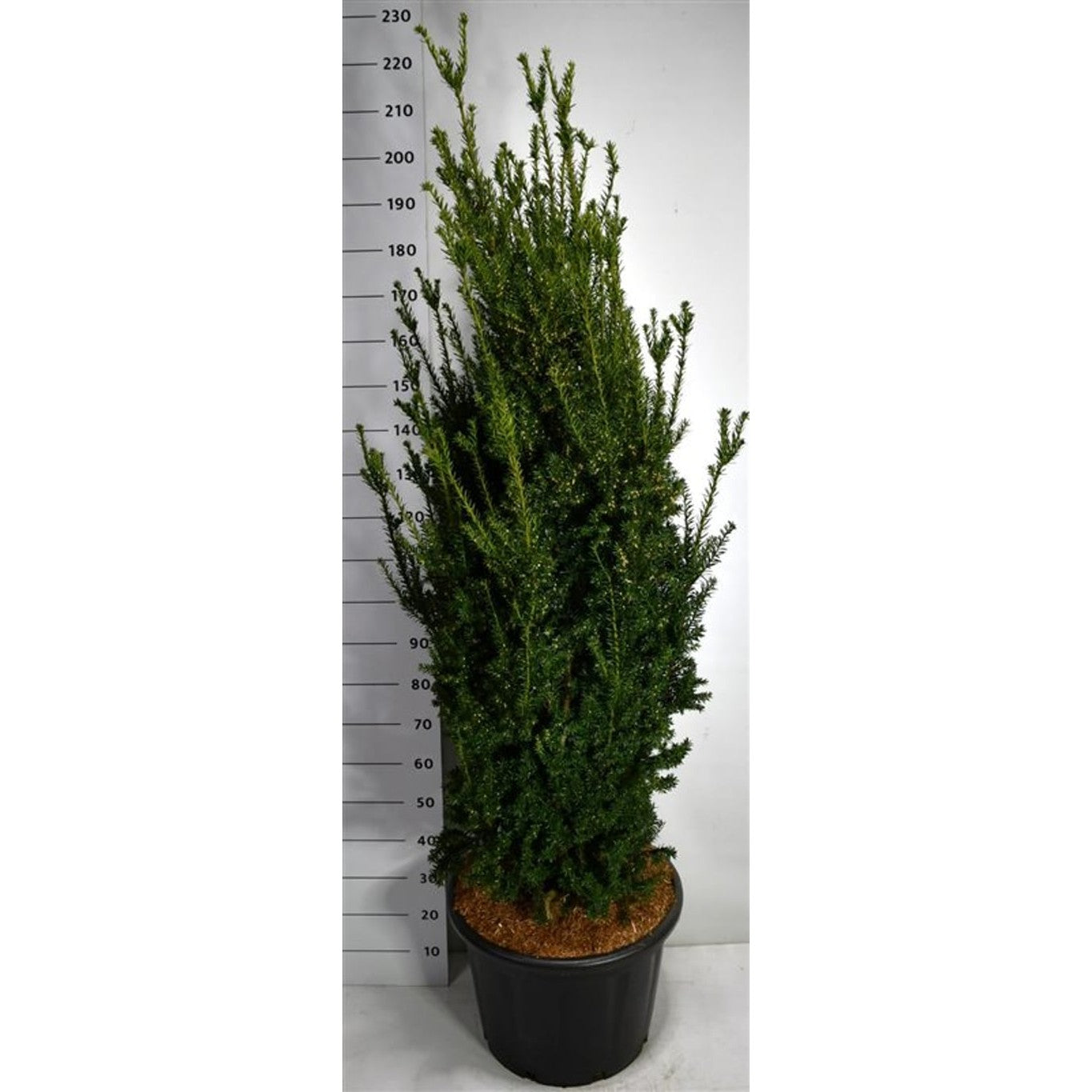 Hybrididegran – Taxus media 'Hillii' - C65 140-160 cm.