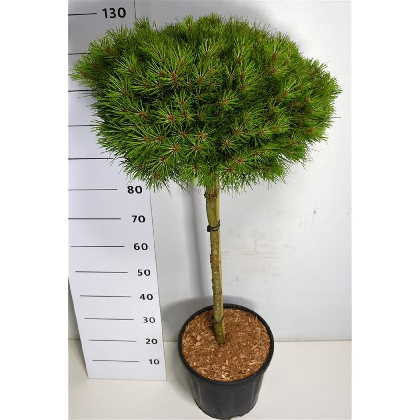 Svarttall – Pinus nigra 'Marie Bregeon' - C18 80 cm. Stam