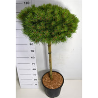 Svarttall – Pinus nigra 'Marie Bregeon' - C18 80 cm. Stam