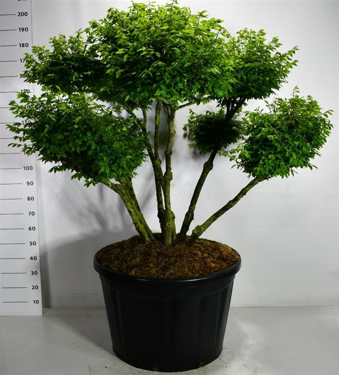 Vingbenved – Euonymus alatus &