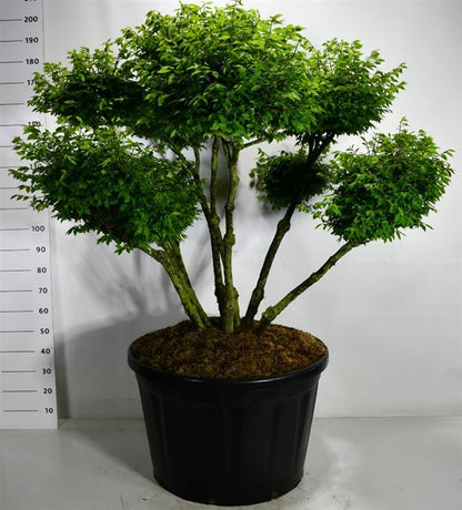 Vingbenved – Euonymus alatus &
