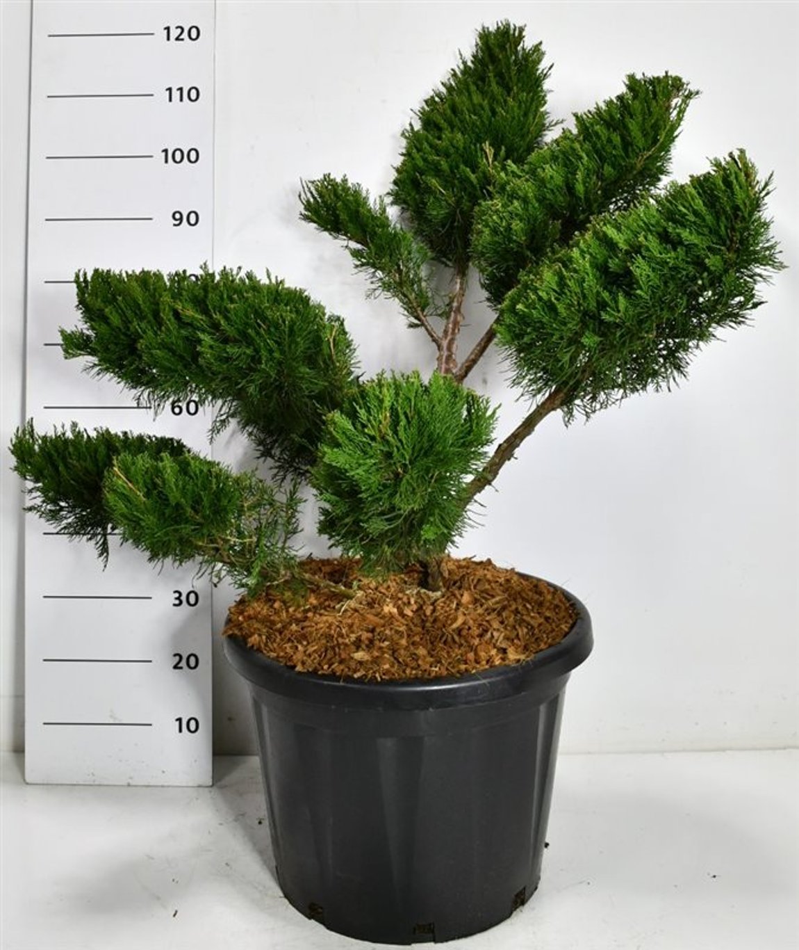 Pfitzer-en – Juniperus pfitzeriana &
