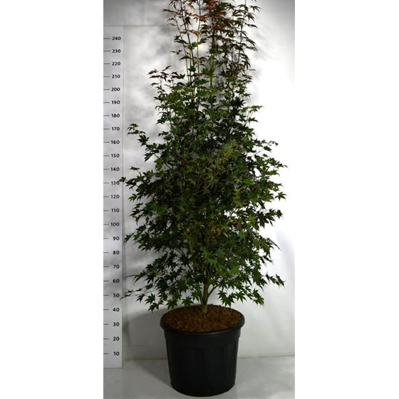 Japansk lönn – Acer palmatum 'Bloodgood' - C70 200-225 cm.