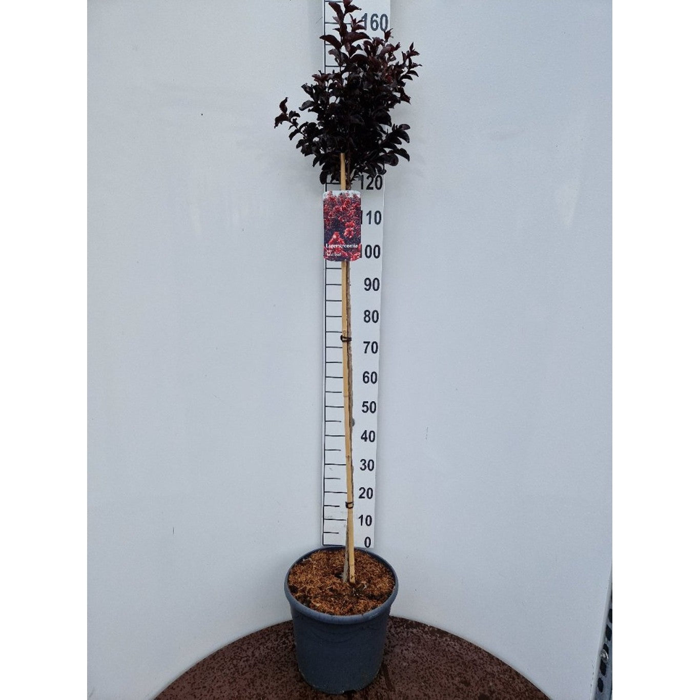 Lagerkrage – Lagerstroemia indica - 120 CM Stem C20