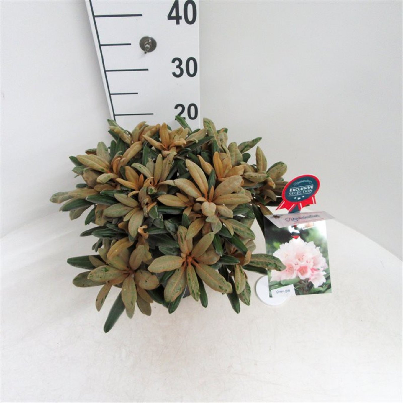 Rhododendron – Rhododendron (Y); 'Edelweiss' - C5 25-30 CM