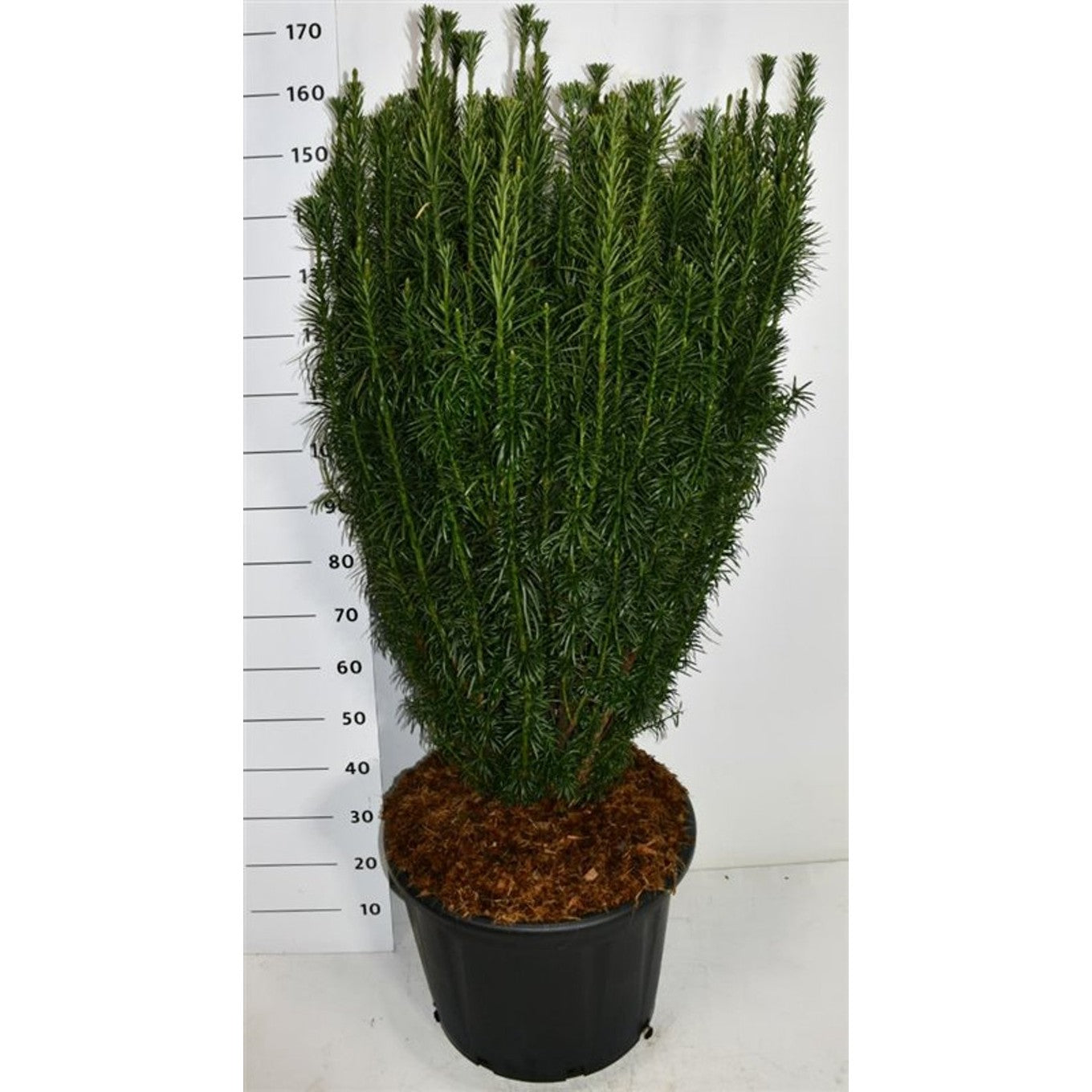 Plommonidegran – Cephalotaxus harringtonia 'Fastigiata' - C65 100-125 cm.