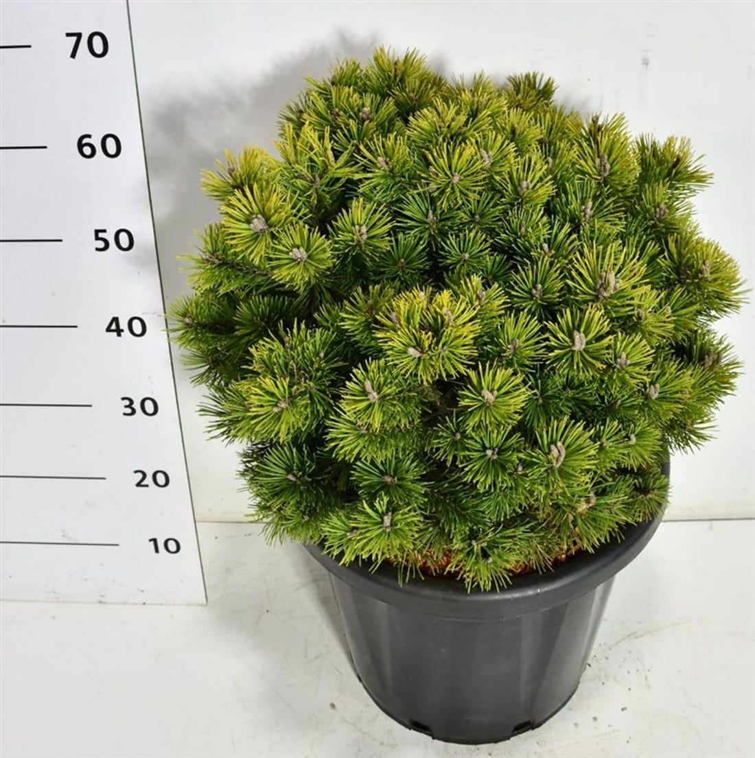 Bergtall – Pinus mugo &
