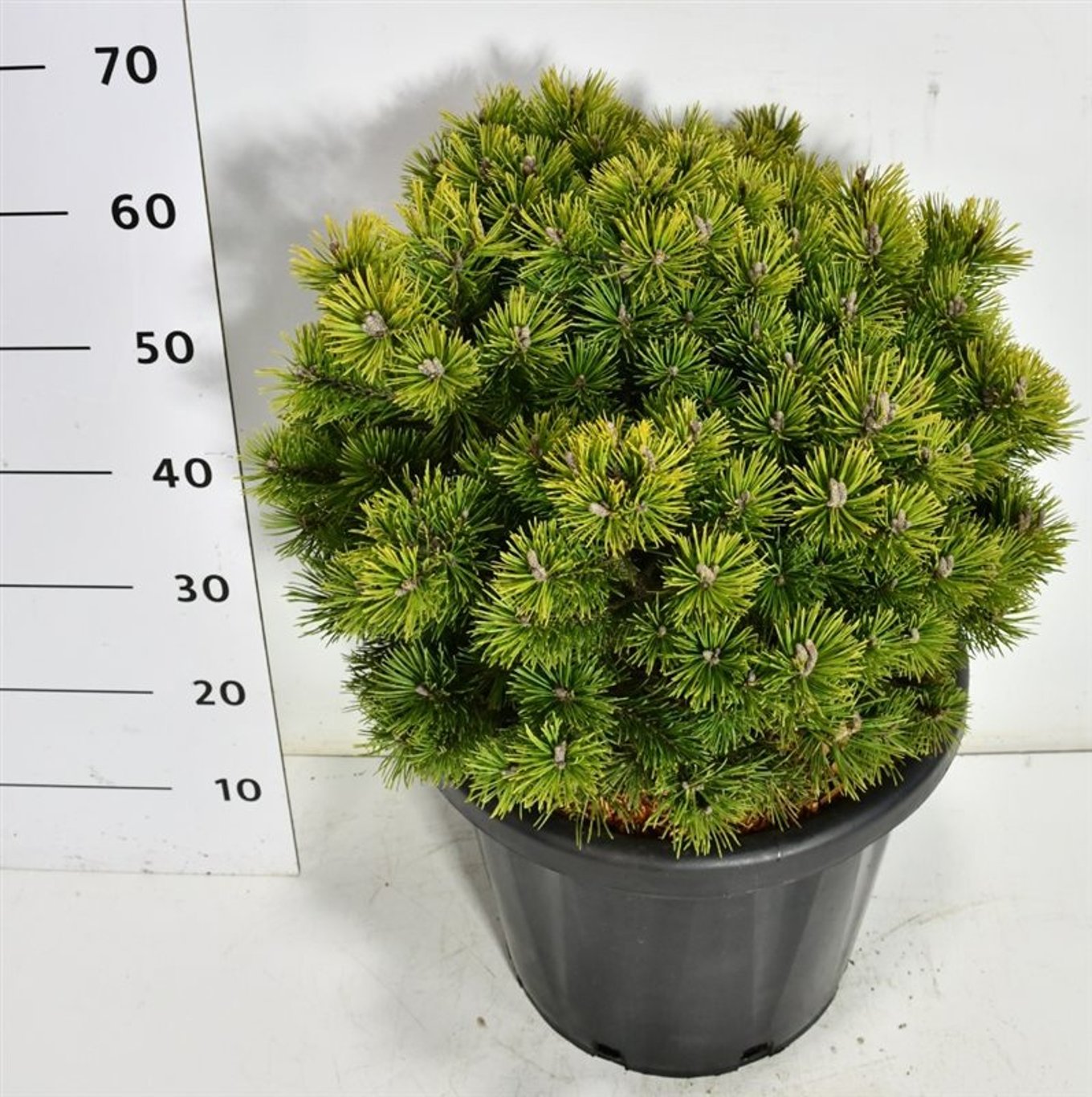 Bergtall – Pinus mugo &