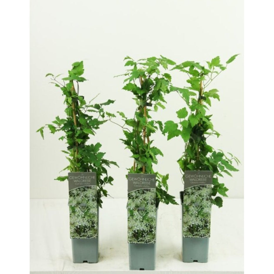 Klematis – Clematis vitalba - C2 50-60 CM 3 Stick