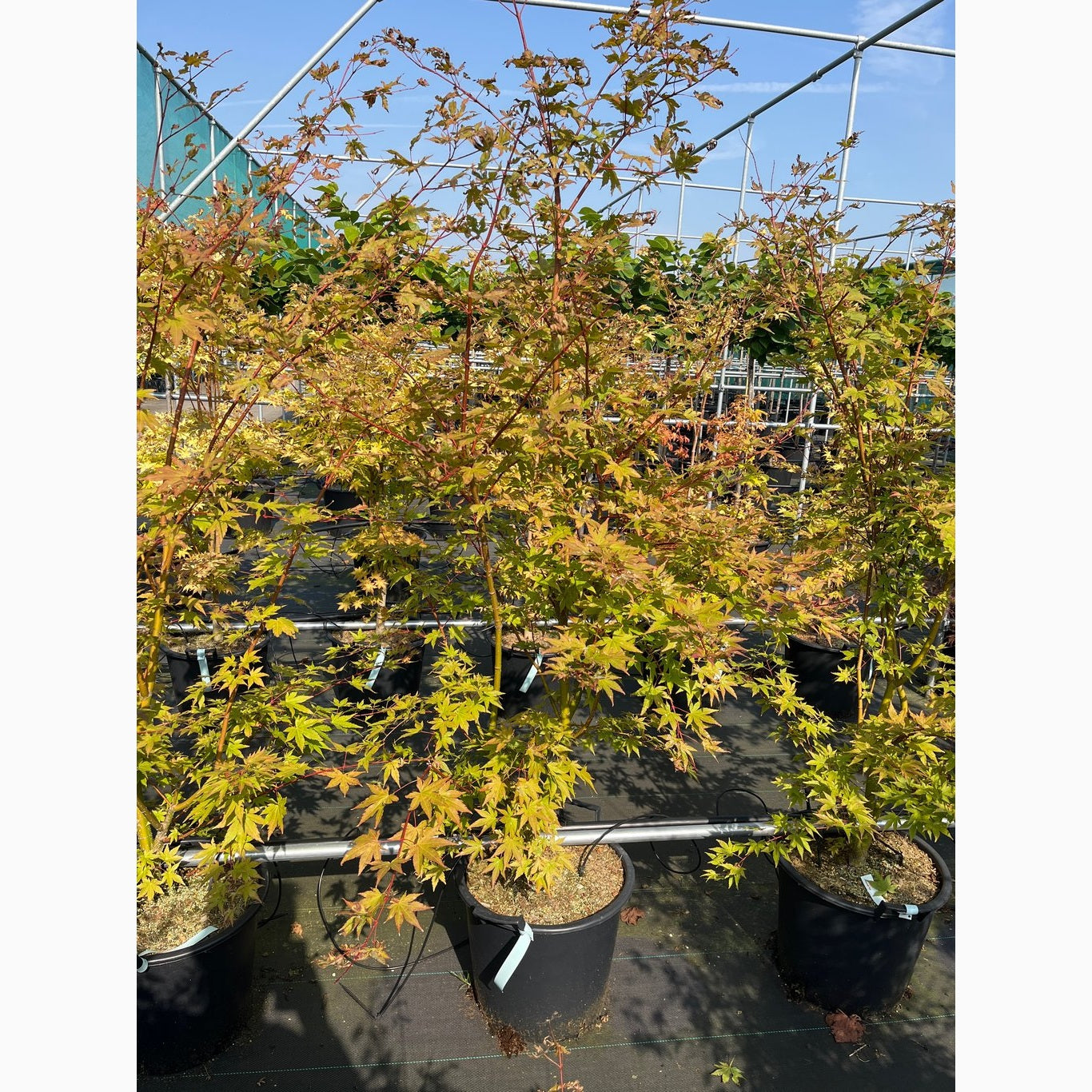Japansk lönn – Acer pal. 'Brown Sugar' - C30 125-150 CM