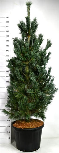 Viftall – Pinus flexilis 'Vanderwolf's Pyramid' - C65 175-200 cm.
