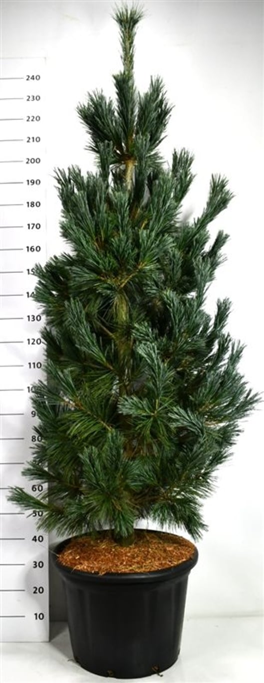 Viftall – Pinus flexilis 'Vanderwolf's Pyramid' - C65 175-200 cm.