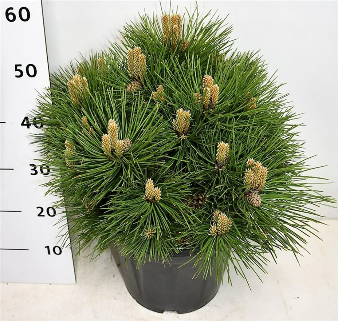 Svarttall – Pinus nigra &