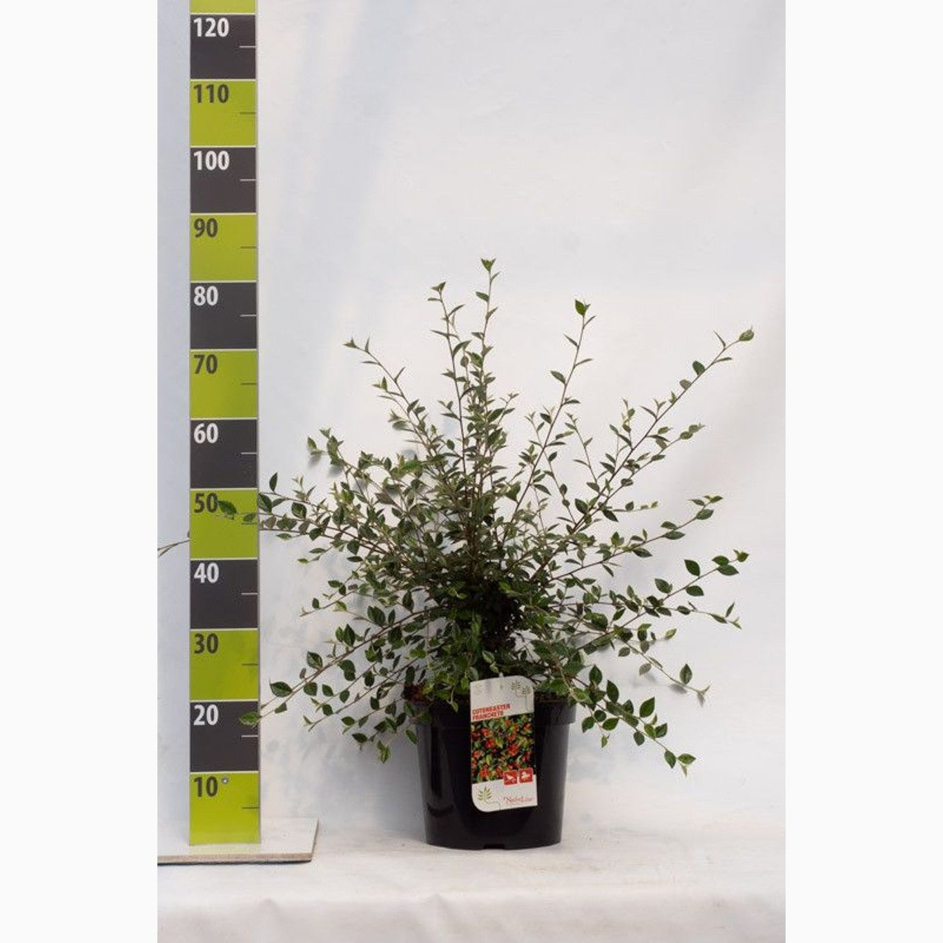 Krypoxbär – Cotoneaster franchetii - C7.5 80-100 CM