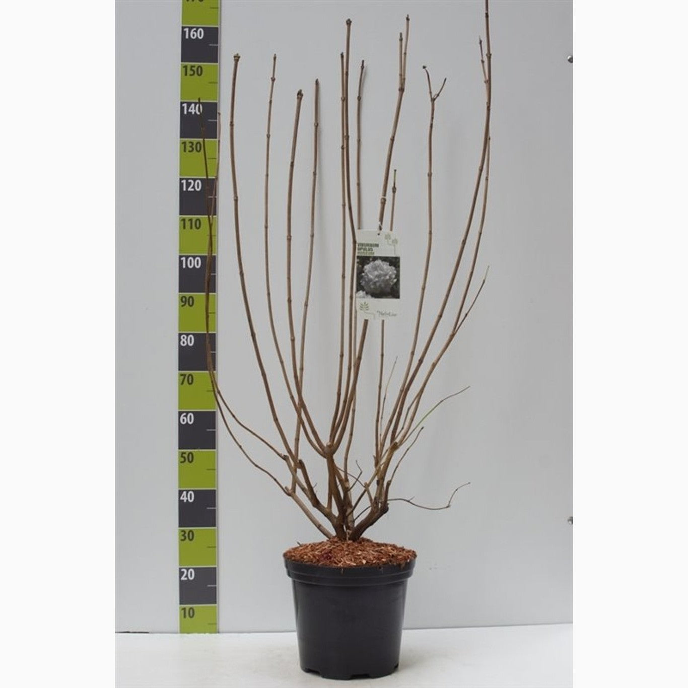 Skogsolvon – Viburnum opulus 'Roseum' - C12 100-125 CM