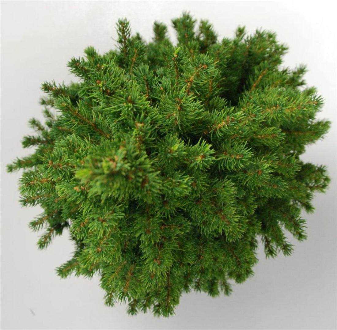 Albertagran – Picea glauca &