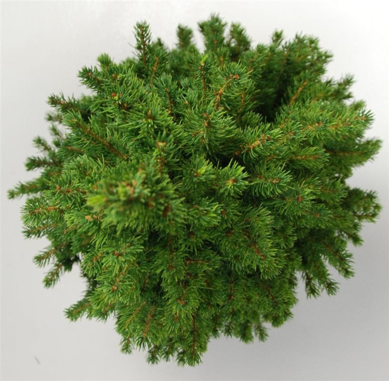Albertagran – Picea glauca &