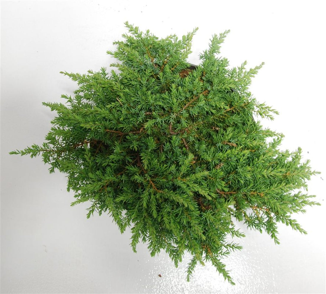 En – Juniperus communis &