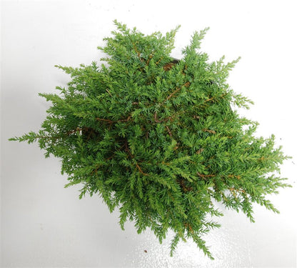 En – Juniperus communis &