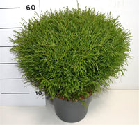 Thuja – Thuja occidentalis 'Mr Bowling Ball' - C7.5 50-60 cm.