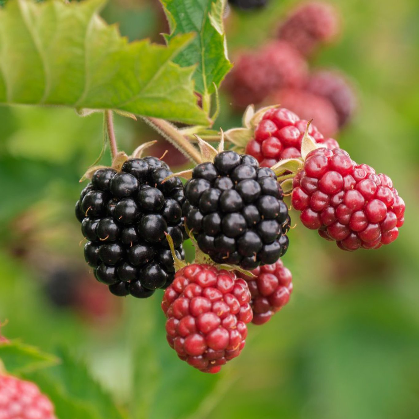 Björnbär – Rubus fruticosus &