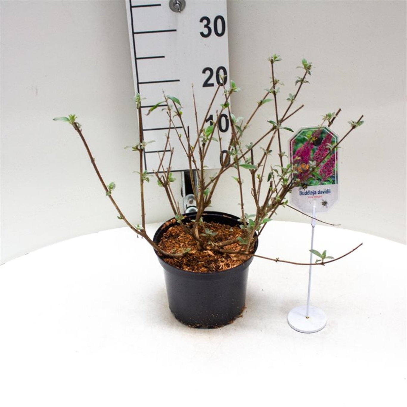 Sommarlilja – Buddleja d. 'Pink Delight' - C3 40-50 CM