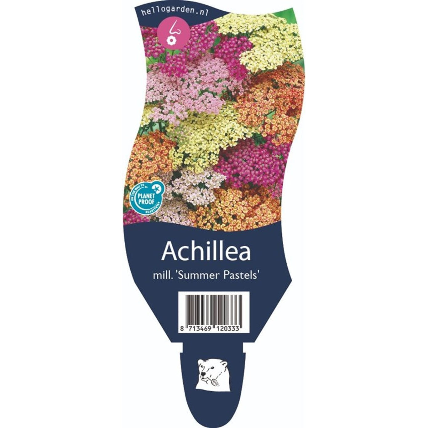 Röllika – Achillea m. Summer Pastels Mix - P11