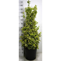 Japansk benved – Euonymus japonicus 'Bravo' - C25 80-100 cm.