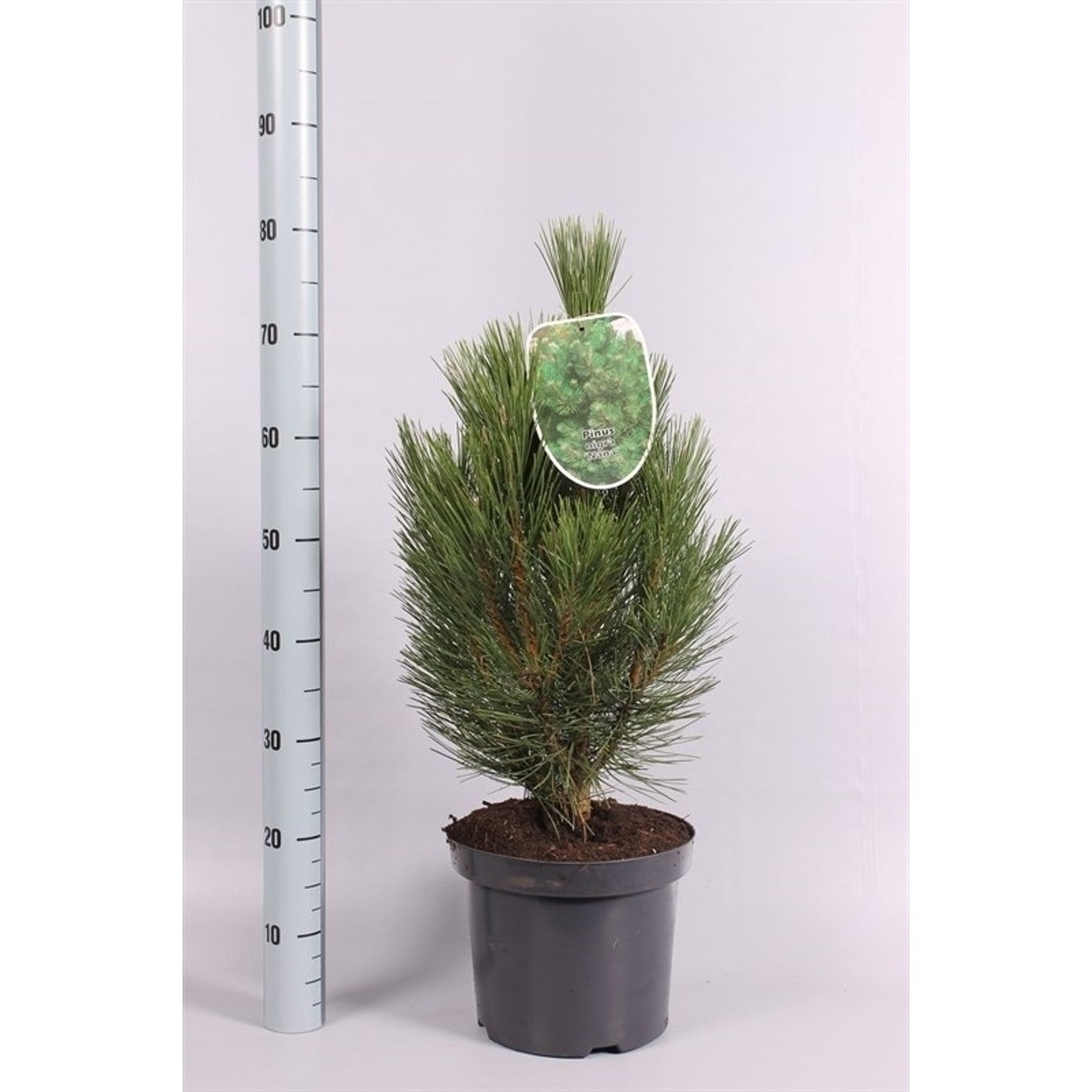 Svarttall – Pinus nigra 'Pyramidalis' - C7.5 40-50 CM