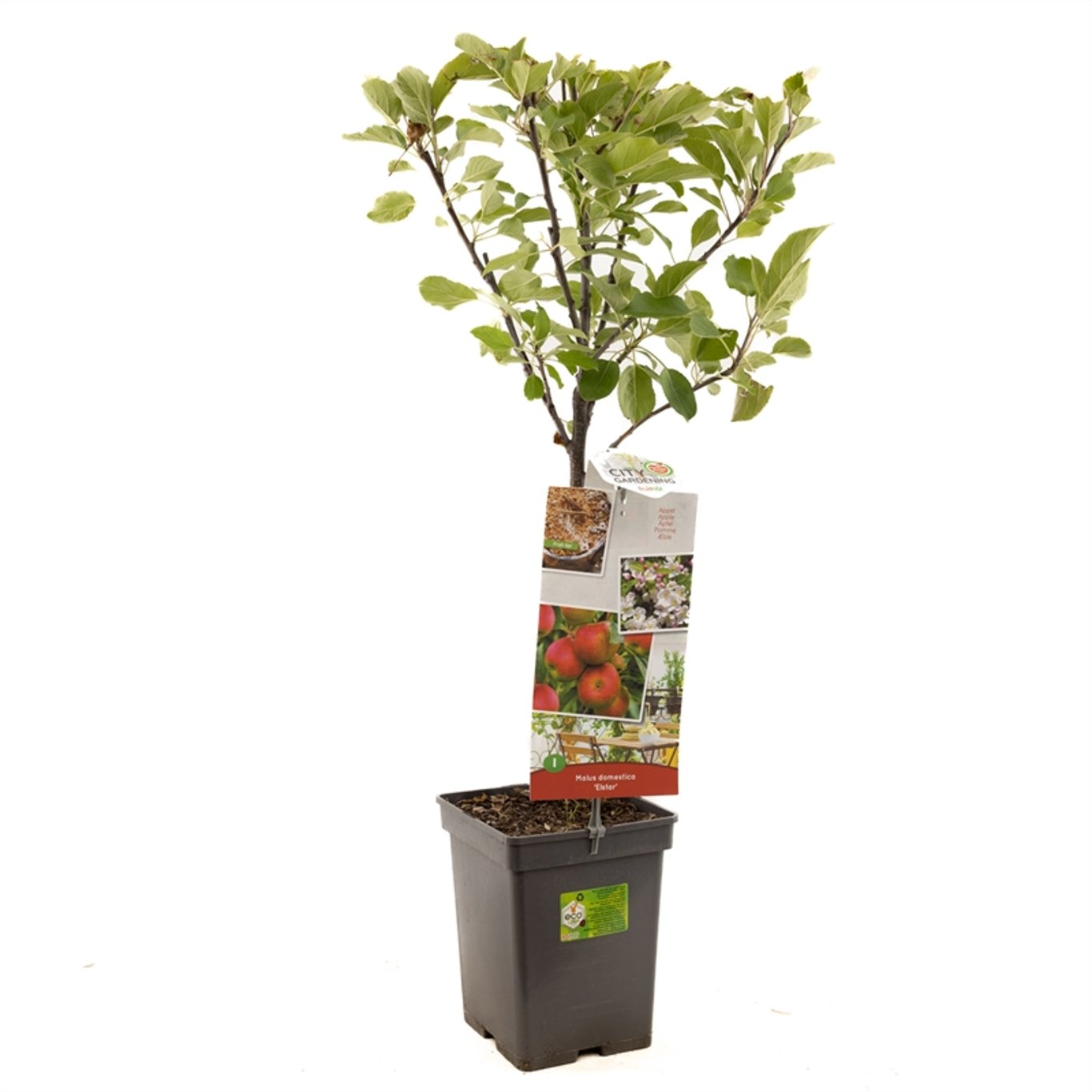 Äpple – Malus domestica 'Elstar' - C5 60-80 CM Patio