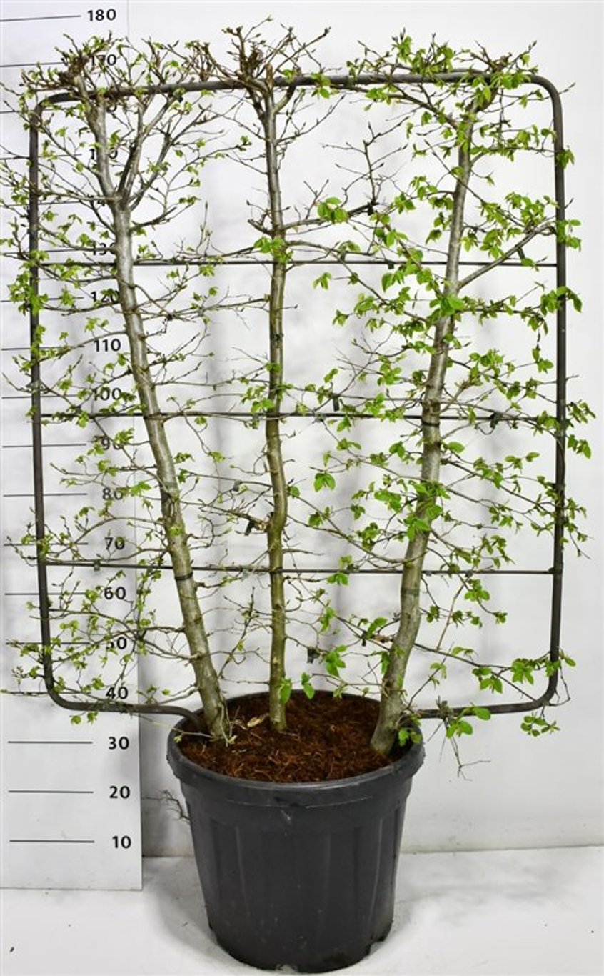 Avenbok – Carpinus betulus - C45 120 cm. Scherm