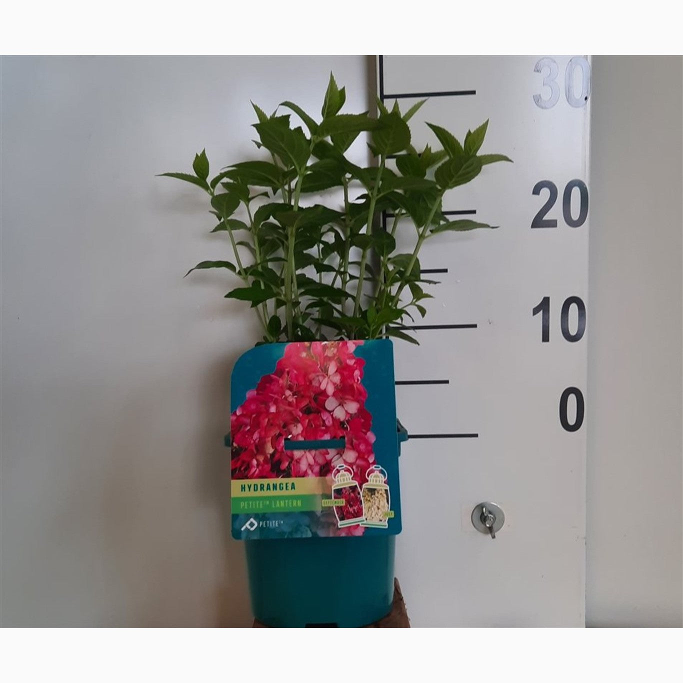 Syrenhortensia – Hydrangea paniculata 'Petite Lantern' - C2 20-25 CM