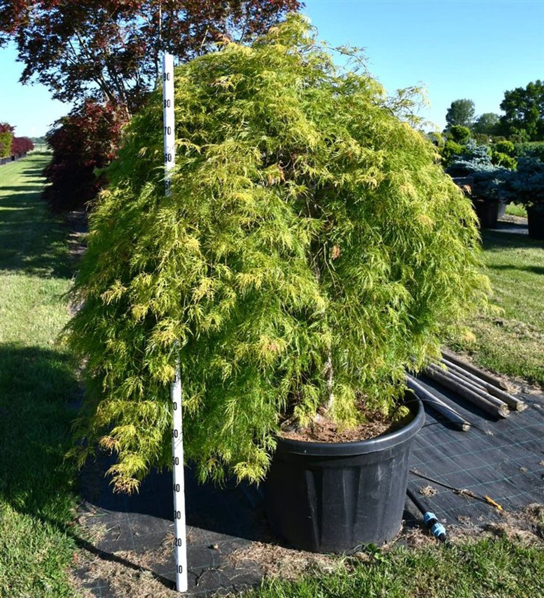 Japansk lönn – Acer palmatum &